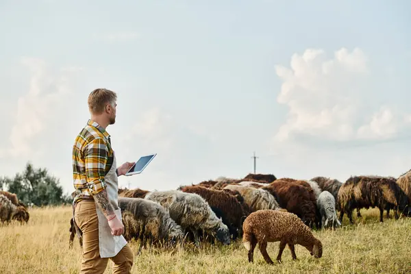 Привлекательный фермер с бородой и татуировками с помощью планшета для анализа своего скота из овец и ягнят — стоковое фото