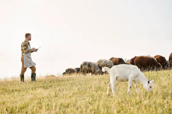 Granjero moderno guapo con barba y tatuajes usando tableta para analizar su ganado de ovejas y cabras - foto de stock