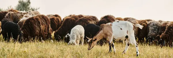 Величезна живої худоби милої вівці і кози пасуть свіжі бур'яни, перебуваючи в мальовничому весняному полі, банер — стокове фото