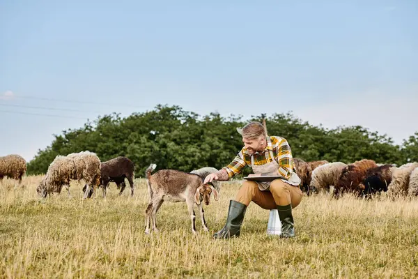Guapo granjero moderno con barba sentado con portátil y analizando su ganado de cabras y ovejas - foto de stock