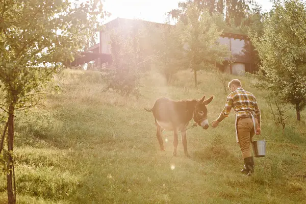 Homem barbudo de boa aparência com tatuagens alimentando burro bonito de balde de metal enquanto em sua fazenda — Fotografia de Stock