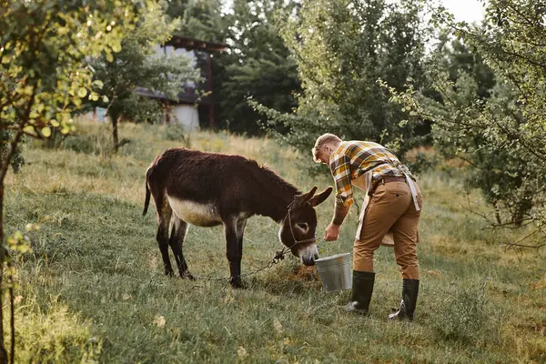 Good looking bearded man with tattoos feeding cute donkey from metal bucket while on his farm — Stock Photo