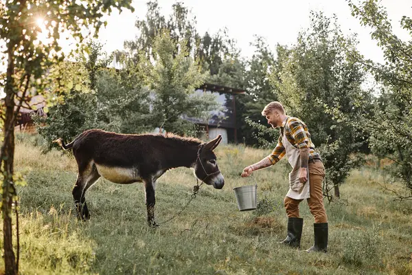 Attractive bearded man with tattoos feeding funny donkey from metal bucket while on his farm — Stock Photo
