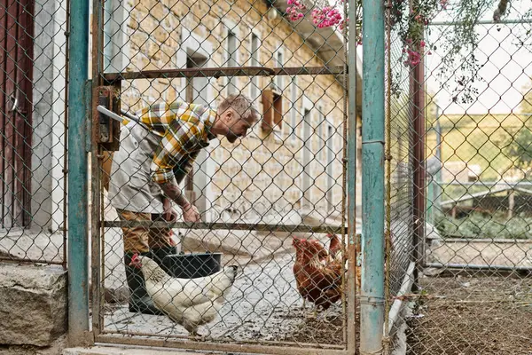 Привлекательный трудолюбивый мужчина с татуировками, кормящий цыплят в птичнике, пока он на ферме — стоковое фото