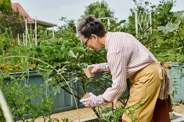 Good looking jolly mature woman with glasses and gloves using gardening equipment on her flowers — Stock Photo