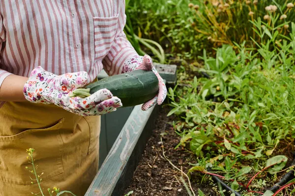 Cropped view of mature woman with gardening gloves holding fresh zucchini in hands near planting bed — Stock Photo