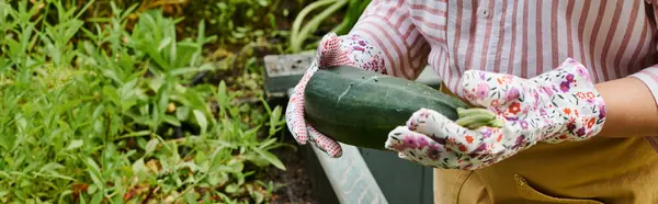 Vue recadrée de femme mature avec des gants de jardinage tenant des courgettes fraîches près du lit de plantation, bannière — Photo de stock