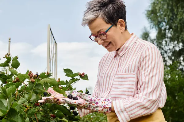 Alegre atractiva mujer madura con gafas y guantes cuidando de sus bayas frescas en el jardín - foto de stock