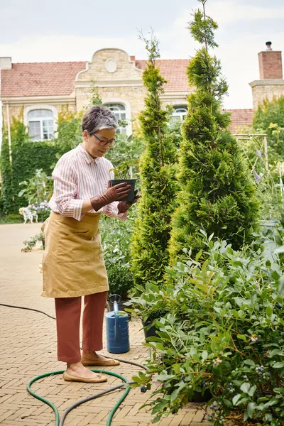 Mulher madura alegre olhando bom com óculos que tomam cuidado da planta no potenciômetro em seu jardim em Inglaterra — Fotografia de Stock
