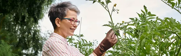 Hermosa mujer madura alegre con gafas que cuidan de sus plantas en su jardín vívido, bandera - foto de stock