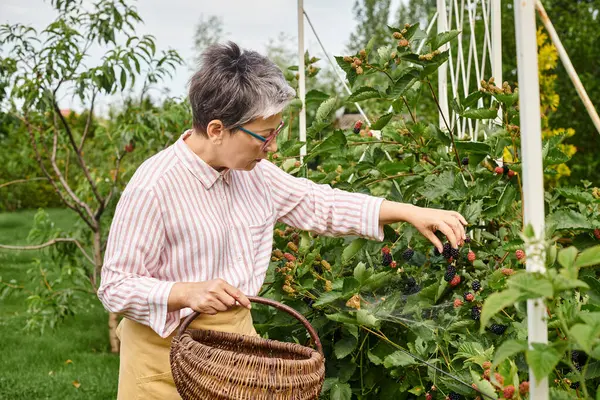 Attractive mature jolly woman with glasses picking fresh berries into straw basket in her garden — Stock Photo