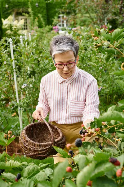 Attractive mature jolly woman with glasses picking fresh berries into straw basket in her garden — Stock Photo