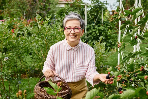 Mature joyous woman with glasses picking fresh berries into straw basket and looking at camera — Stock Photo