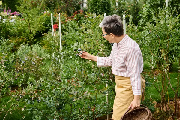 Bella donna jolly maturo con gli occhiali raccogliendo bacche fresche in cesto di paglia nel suo giardino — Foto stock