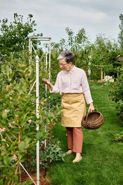 Красивая зрелая веселая женщина в очках собирает свежие ягоды в соломенную корзину в своем саду — стоковое фото
