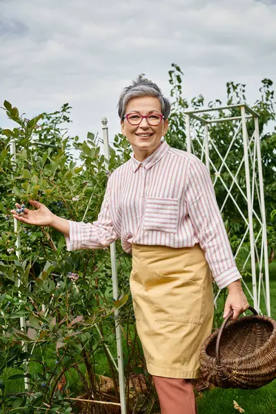Приваблива щаслива зріла жінка в окулярах посміхається на камеру, збираючи свіжі ягоди в саду — стокове фото