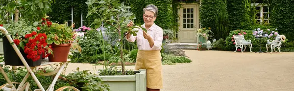 Cheerful mature woman in cozy attire taking care of vivid flowers near her house in England, banner — Stock Photo