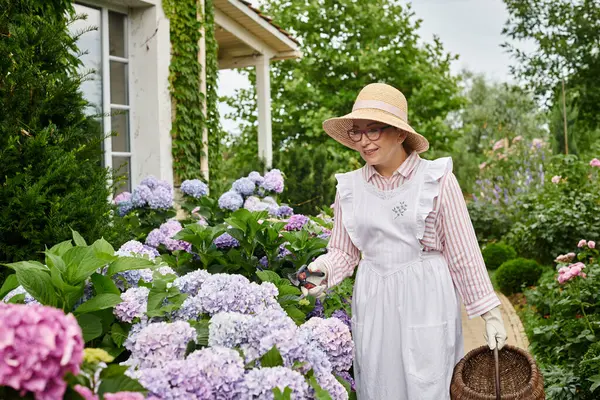 Gut aussehende, reife Frau mit Schürze und Gartengeräten, die sich um schöne Hortensien kümmert — Stockfoto