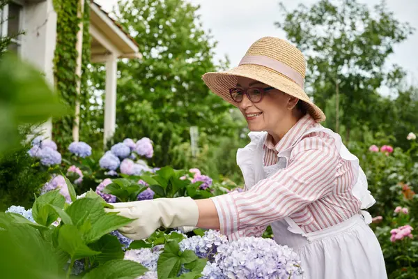 Atractiva mujer madura alegre con sombrero y gafas cuidando de su hortensia fresca vibrante - foto de stock