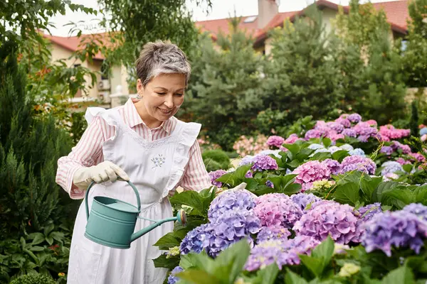 Schöne fröhliche reife Frau in lebendigem Kleid, die ihre lebendigen Hortensien in ihrem Garten in England gießt — Stockfoto