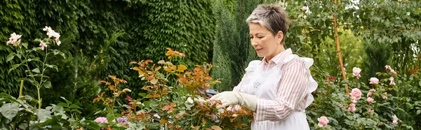 Mulher bonita alegre madura com cabelo curto usando ferramentas de jardinagem para cuidar da rosa mosqueta, bandeira — Fotografia de Stock