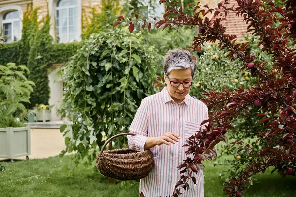 Зрелая, красивая, радостная женщина в очках собирает фрукты в соломенную корзину в своем саду — стоковое фото