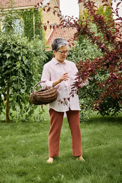 Mature good looking merry woman with glasses collecting fruits into straw basket in her garden — Stock Photo