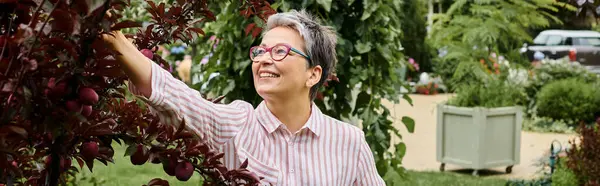Mulher alegre atraente madura com óculos e cabelo curto coletando frutas em seu jardim, bandeira — Fotografia de Stock