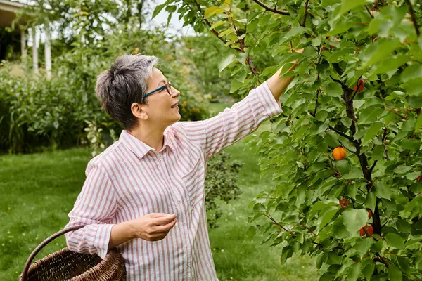 Mature good looking merry woman with glasses collecting fruits into straw basket in her garden — Stock Photo