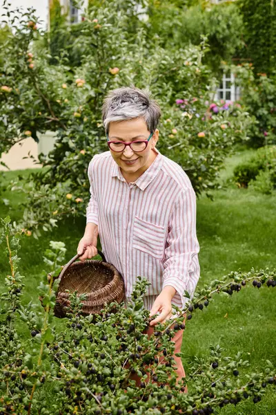 Appealing joyous mature woman in casual attire with glasses collecting fresh berries in garden — Stock Photo