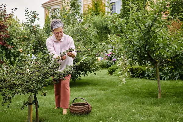 Appealing joyous mature woman in casual attire with glasses collecting fresh berries in garden — Stock Photo