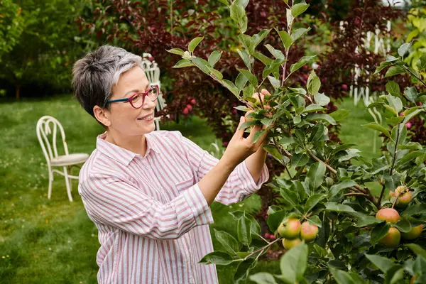Beautiful cheerful mature woman in casual attire with glasses collecting fresh delicious apples — Stock Photo