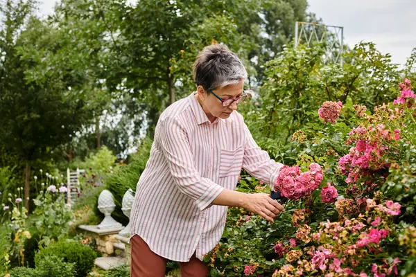 Привлекательная взрослая женщина с короткими волосами с помощью садовых инструментов на живом розовом шиповнике — стоковое фото