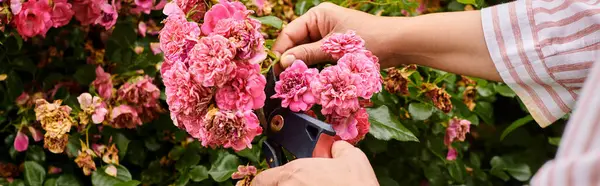 Vue recadrée de la femme mûre prenant soin activement de son églantier rose vif dans le jardin, bannière — Photo de stock