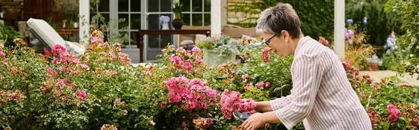 Atraente mulher madura alegre com cabelo curto usando ferramentas de jardinagem em sua vibrante rosa mosqueta, bandeira — Fotografia de Stock