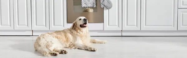 Ein Labrador-Hund sitzt in einem friedlichen Moment anmutig auf dem Küchenboden. — Stockfoto