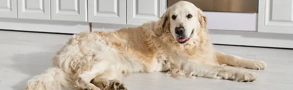 Un chien du Labrador reposant paisiblement sur le plancher de la cuisine. — Photo de stock