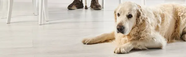 Labrador lies next to a table, embodying inclusion and companionship with owner, banner — Stock Photo