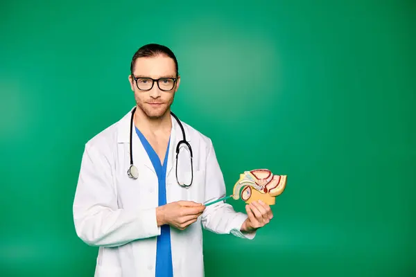 Männlicher Arzt in weißer Robe hält Modell des menschlichen Körpers. — Stockfoto