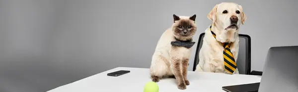 A cat and a dog peacefully sit side by side at a desk in a cozy studio setting, showcasing friendship and companionship. — Stock Photo