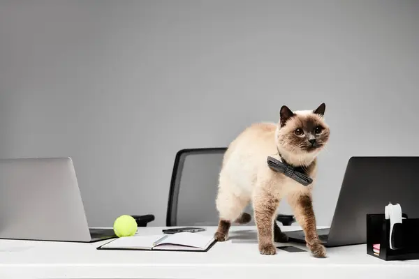 Un gatto che sorveglia un computer portatile su una scrivania in un ambiente da studio. — Foto stock