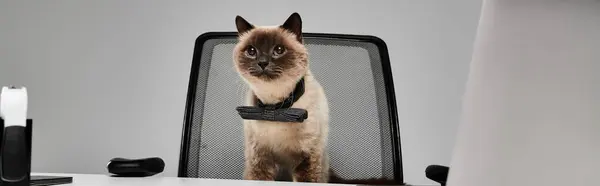 A Siamese cat contently sits in an office chair, exuding elegance and curiosity in a professional setting. — Stock Photo