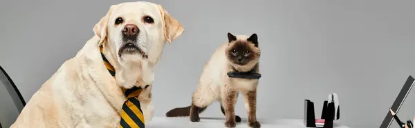 Кіт і собака стоять пліч-о-пліч в гармонійний момент, демонструючи зв'язок між двома пухнастими друзями. — стокове фото