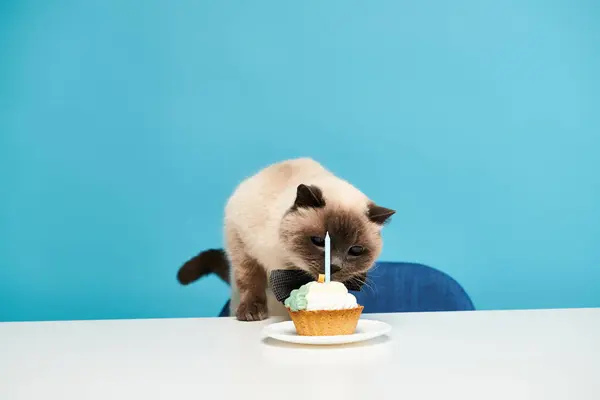 Um gato fica em uma cadeira, olhando um cupcake com uma vela nele. — Fotografia de Stock