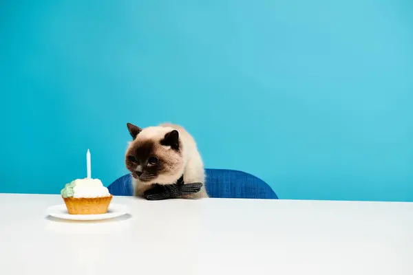 A fluffy cat seated at a table with a tempting cupcake placed in front of it, creating a charming and delightful scene. — Stock Photo