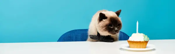 Eine Katze sitzt an einem Tisch mit einem Cupcake davor und blickt neugierig auf die süße Leckerei.. — Stockfoto