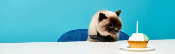 A cat is sitting at a table with a cupcake in front of it, looking curiously at the sweet treat. — Stock Photo