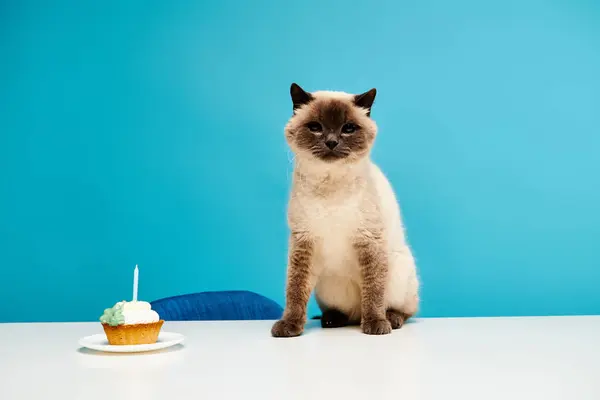 Un gatto curioso siede accanto a un invitante cupcake su un tavolo in un accogliente ambiente da studio. — Foto stock