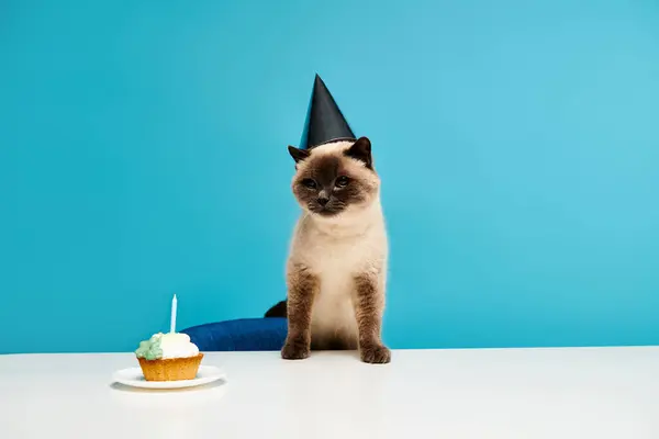 Eine Katze sitzt anmutig auf einem Tisch neben einem köstlichen Cupcake. — Stockfoto