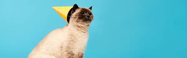 Сіамський кіт цікаво виглядає на камеру, одягнений у яскраво-жовтий конус на голові в студійному оточенні. — стокове фото